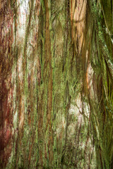 Fototapeta premium An old growth rainforest of Cedar in British Columbia, Canada.