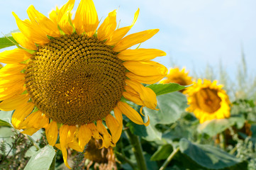 bright sunflowers on a large field on a sunny day