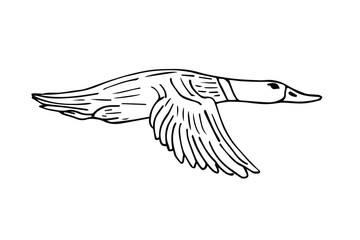 Vector hand drawn sketch duck isolated on white background