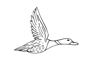 Vector hand drawn sketch flying duck isolated on white background