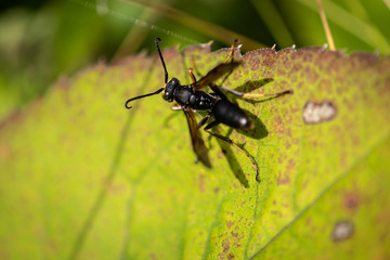 Wasp On Leaf