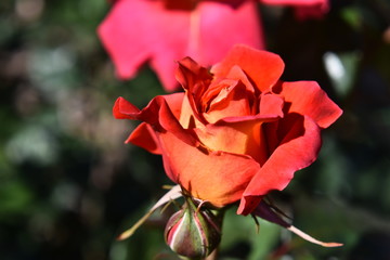 primavera flores amor