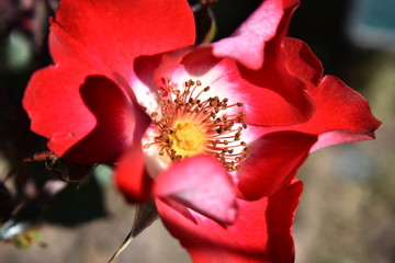 primavera flores amor