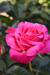 primavera flores amor