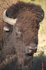 Bison portrait from Montana prairie