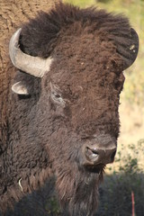 Bison portrait from Montana prairie