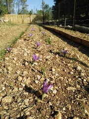 field of saffron, culture , farm 