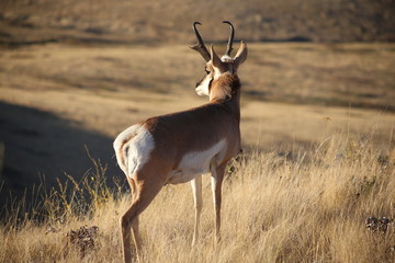Naklejka na ściany i meble Pronghorn antelope scanning the Montana lanscape