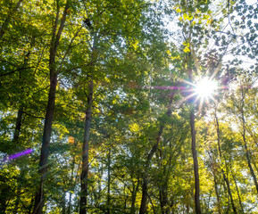Fototapeta premium fall foliage in the park in autumn with sun rays and sun flares