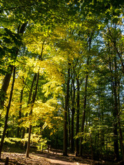 Obraz premium path in the park with fall colors