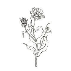 Hand drawn linear illustration od dried calendula flowers for home made healthcare, such as tinctures, tea, soap, oil etc - obrazy, fototapety, plakaty