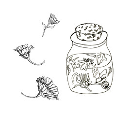 Hand drawn linear illustration od dried calendula flowers for home made healthcare, such as tinctures, tea, soap, oil etc