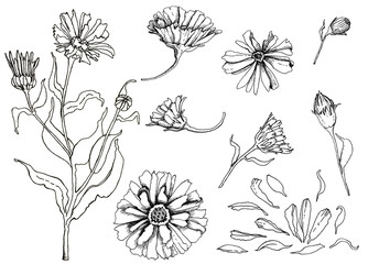 Hand drawn linear illustration od dried calendula flowers for home made healthcare, such as tinctures, tea, soap, oil etc - obrazy, fototapety, plakaty