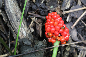 Jack-in-the-pulpit wildflower berries at Campground Road Woods in Des Plaines, Illinois