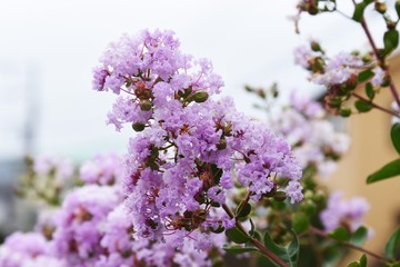 The bark of Crepe myrtle is smooth, and bright red, pink and white flowers bloom in the summer.