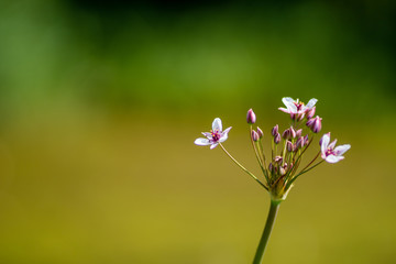 Beautiful pink wildflower on a blurred background
