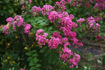 The bark of Crepe myrtle is smooth, and bright red, pink and white flowers bloom in the summer.