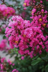 The bark of Crepe myrtle is smooth, and bright red, pink and white flowers bloom in the summer.