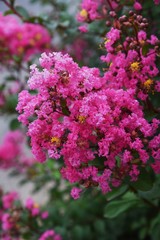 The bark of Crepe myrtle is smooth, and bright red, pink and white flowers bloom in the summer.