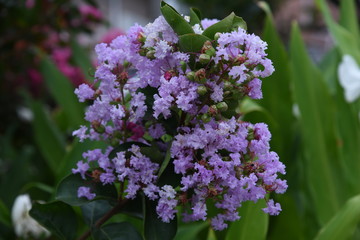 The bark of Crepe myrtle is smooth, and bright red, pink and white flowers bloom in the summer.