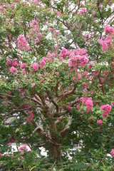 The bark of Crepe myrtle is smooth, and bright red, pink and white flowers bloom in the summer.