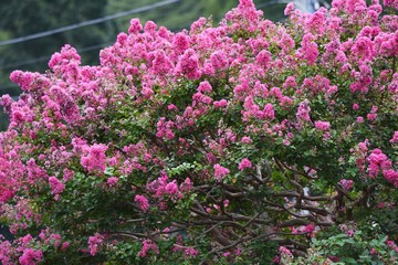 Obraz premium The bark of Crepe myrtle is smooth, and bright red, pink and white flowers bloom in the summer.