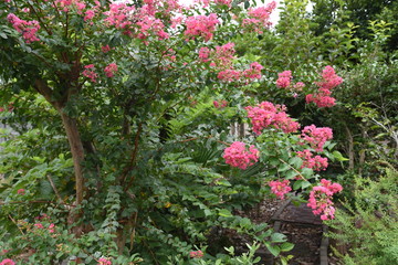 Fototapeta na wymiar The bark of Crepe myrtle is smooth, and bright red, pink and white flowers bloom in the summer.