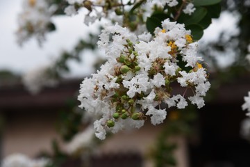 Obraz premium The bark of Crepe myrtle is smooth, and bright red, pink and white flowers bloom in the summer.