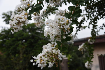 The bark of Crepe myrtle is smooth, and bright red, pink and white flowers bloom in the summer.