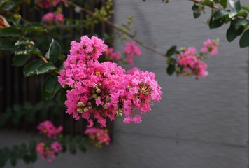 The bark of Crepe myrtle is smooth, and bright red, pink and white flowers bloom in the summer.