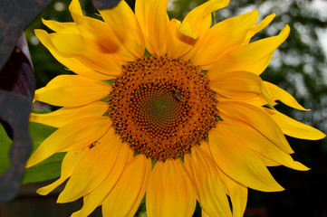 sunflower on a green background of blue sky