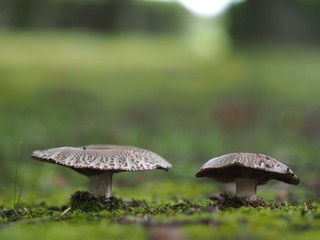 クロハツモドキ