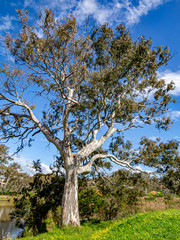 River Gum vert