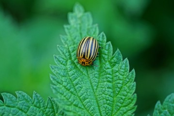 one striped colorado beetle sits on a green leaf of nettle