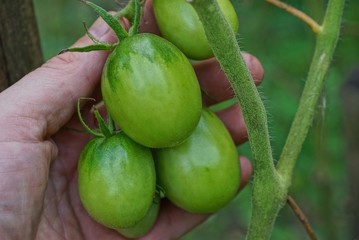 hand holds green tomatoes on a branch in the vegetable garden