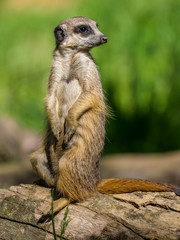 Meerkat looking for