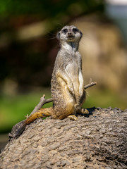 Looking for meerkat