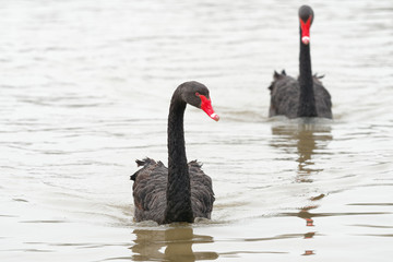Fototapeta premium Two adult black swans swimming in lake on after another.