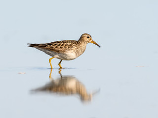 Pectoral Sandpiper with Reflection in Blue Water