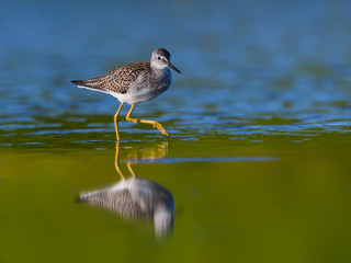 Lesser Yellowlegs with Reflection Foraging on Dark Green Background