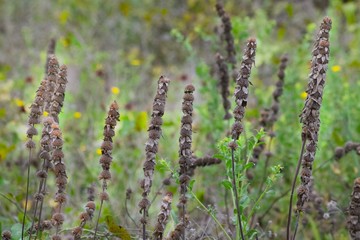 field of wild flowers