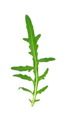 Fresh arugula leaf isolated on white background. Clipping path. Top view.