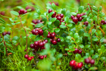 Northern berry, Cranberry,foxberry (Lingonberry