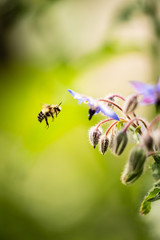 Flying Bee