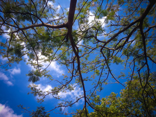 Beautiful Beach Shade Tree Branches And Leaves In The Dry Season On A Sunny Morning At The Village, North Bali, Indonesia