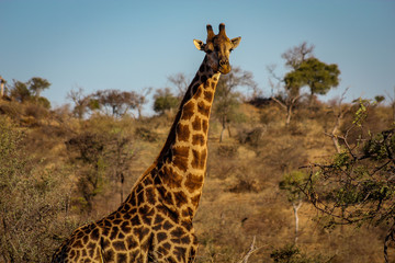 Girafa, safari na Africa © Filipe