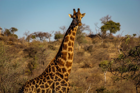 Girafa, safari na Africa