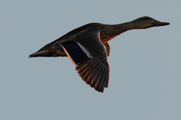 Wild duck flying in last light of the day light, seen in a North California marsh