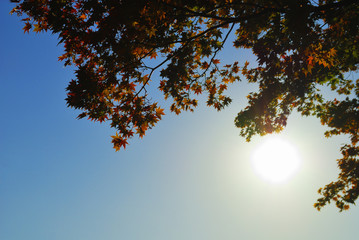 紅葉　逆光　素材