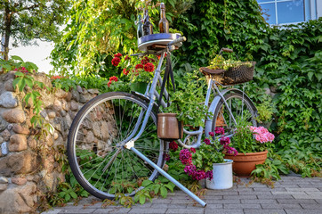 Fototapeta na wymiar Old vintage bicycle decorated with flowers and green plants. Close up,
